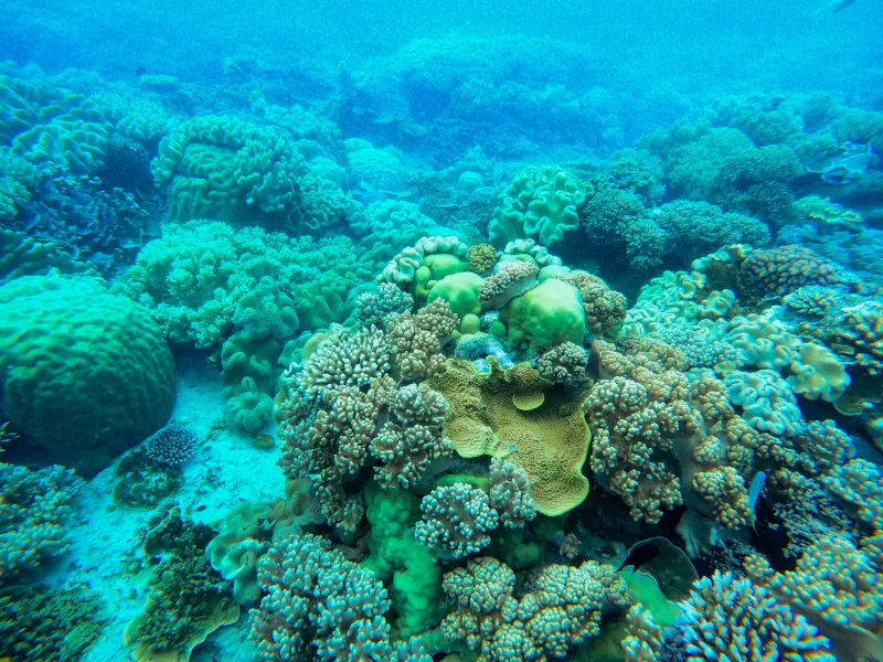 Where the Gulf Comes Alive: Al Marjan Island's Marine Ecosystem and the Rise of the Conscious Luxury Traveler